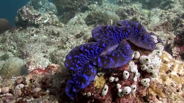 Tridacne tweekleppige weekdieren onderwater op achtergrond verbazingwekkend zeebodem in Maldiven. — Stockvideo