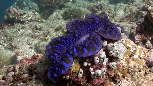 Tridacne tweekleppige weekdieren onderwater op achtergrond verbazingwekkend zeebodem in Maldiven. — Stockvideo