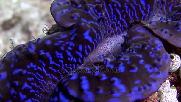 Tridacne δίθυρα μαλάκια υποβρύχια σε φόντο εκπληκτικό βυθό σε Μαλδίβες. — Αρχείο Βίντεο