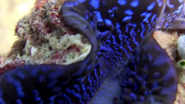 Tridacne tvåskaliga blötdjur under vattnet på bakgrund fantastiska havsbotten i Maldiverna. — Stockvideo
