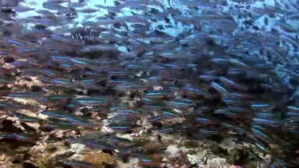 モルディブの太陽の反射の背景上で水中の魚の学校. — ストック動画