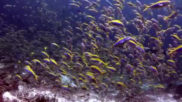 École de poissons sous-marins sur fond de fonds marins étonnants aux Maldives .