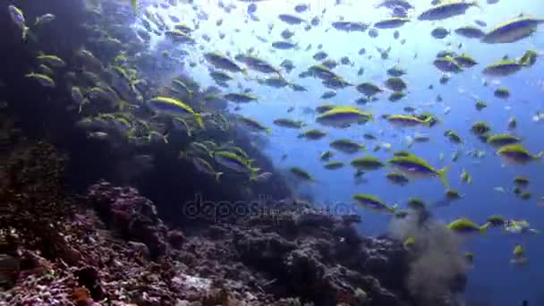 Escola de peixes subaquáticos no fundo da reflexão do sol nas Maldivas . — Vídeo de Stock