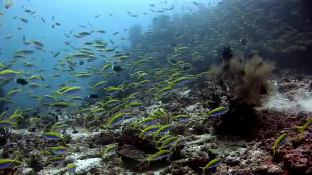 モルディブでの素晴らしい海底の背景上で水中の魚の学校. — ストック動画