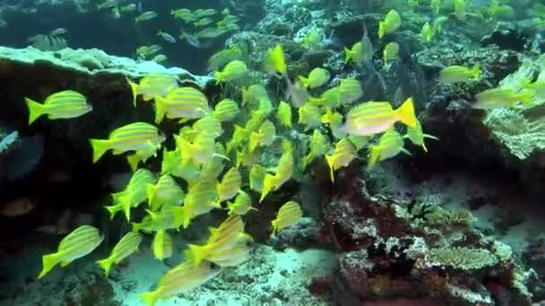 Schule lukischer Fische gestreifte Schnapper unter Wasser erstaunlicher Meeresboden auf den Malediven. — Stockvideo