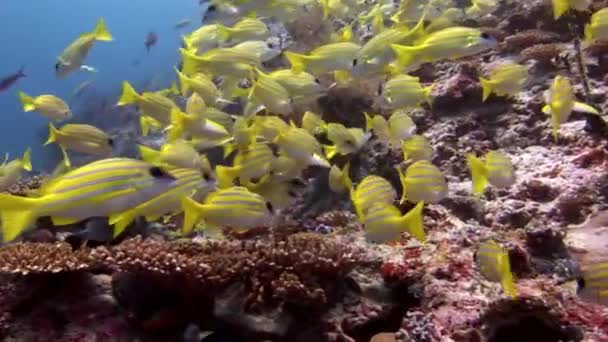 School van Lucian vissen gestreepte snappers onderwater verbazingwekkende zeebodem in Maldiven. — Stockvideo