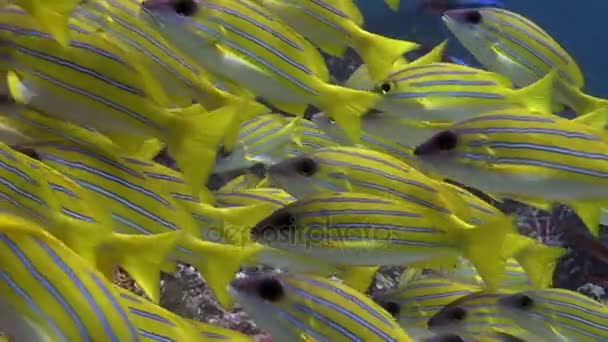 Schule lukischer Fische gestreifte Schnapper unter Wasser erstaunlicher Meeresboden auf den Malediven. — Stockvideo