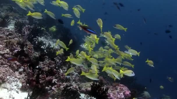 Skolan av Lucian fisk striped snappers undervattens fantastiska havsbotten i Maldiverna. — Stockvideo