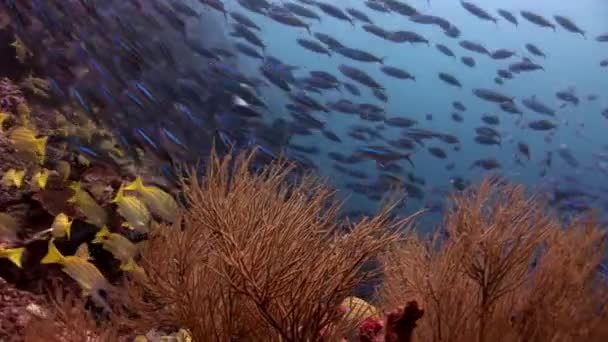 Escola de peixes lucian striped snappers subaquático incrível fundo do mar em Maldivas . — Vídeo de Stock