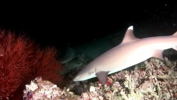 Tiburón de arrecife bajo el agua en el fondo de un coral increíble en el fondo marino Maldivas . — Vídeos de Stock