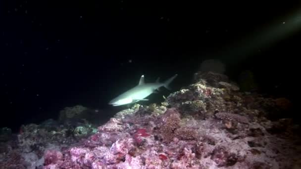 Squalo della barriera corallina sott'acqua sullo sfondo di incredibili coralli nei fondali marini Maldive . — Video Stock