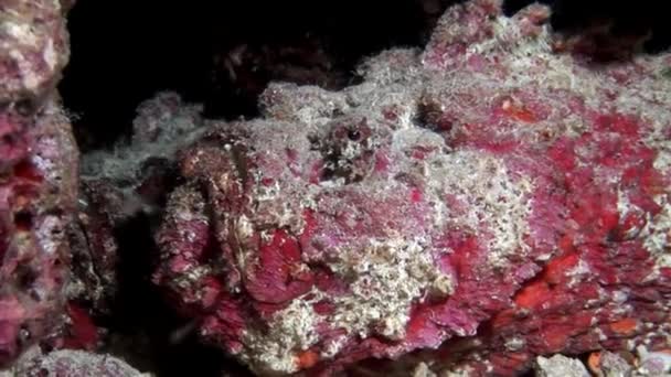 石のクローズ アップ マクロ ビデオ水中モルディブで海底の魚します。. — ストック動画