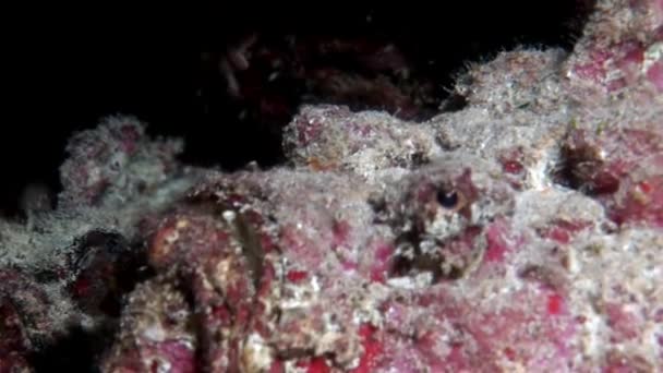 Pedra de peixe closeup macro vídeo subaquático no fundo do mar em Maldivas . — Vídeo de Stock