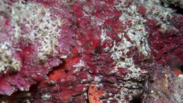 Fish Stone primer plano macro video bajo el agua en el fondo del mar en Maldivas . — Vídeo de stock