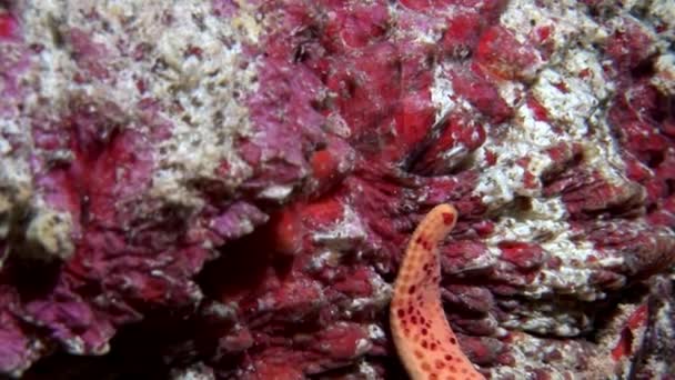 Pedra de peixe closeup macro vídeo subaquático no fundo do mar em Maldivas . — Vídeo de Stock