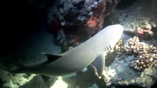 Żarłacz pod wodą na tle niesamowite coral w Malediwy dna morskiego. — Wideo stockowe