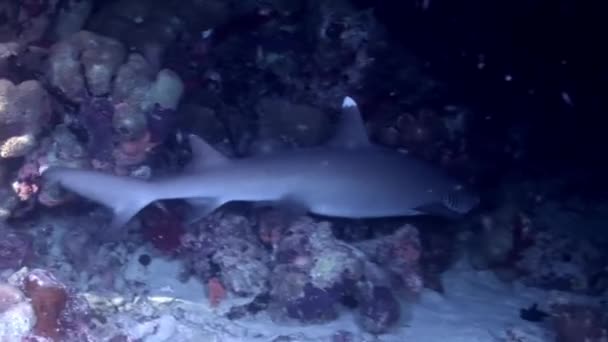 Reef shark underwater on background of amazing coral in seabed Maldives. — Stock Video