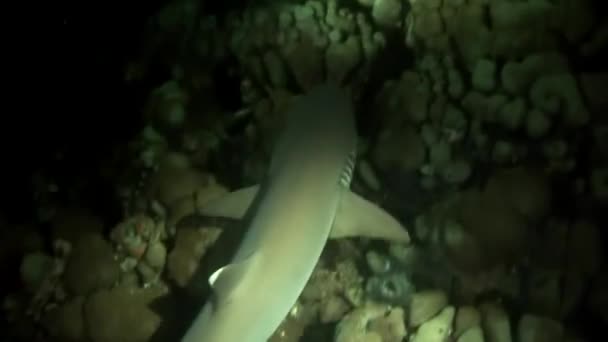 リーフ サメ水中海底モルディブの素晴らしい珊瑚の背景に. — ストック動画