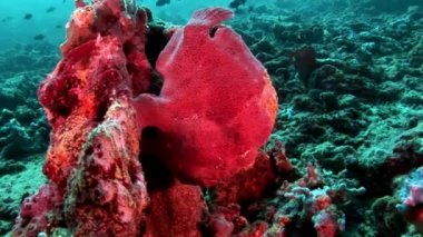 Fener kırmızı portre makro videoda sualtı Maldivler deniz dibinin balık.