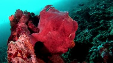 Fener kırmızı portre makro videoda sualtı Maldivler deniz dibinin balık.