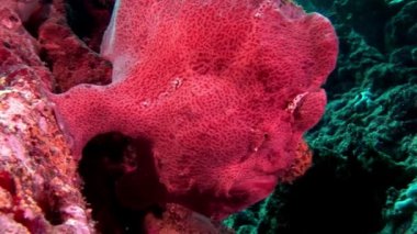 Fener kırmızı portre makro videoda sualtı Maldivler deniz dibinin balık.