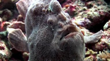 Balık fener closeup makro videoda sualtı deniz dibinin Maldivler.