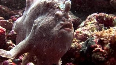 Balık fener closeup makro videoda sualtı deniz dibinin Maldivler.
