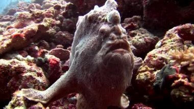 Balık fener closeup makro videoda sualtı deniz dibinin Maldivler.