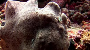 Balık fener closeup makro videoda sualtı deniz dibinin Maldivler.