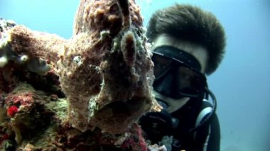 Balık fener closeup makro videoda sualtı deniz dibinin Maldivler.