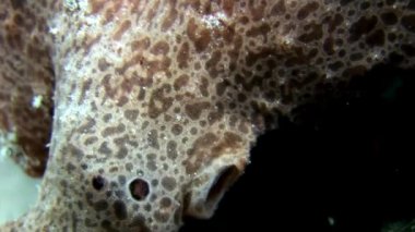 Balık fener closeup makro videoda sualtı deniz dibinin Maldivler.