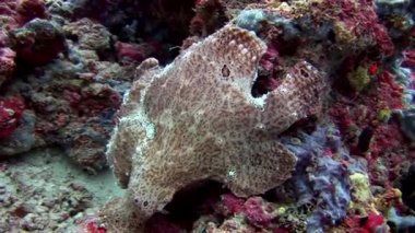 Balık fener closeup makro videoda sualtı deniz dibinin Maldivler.