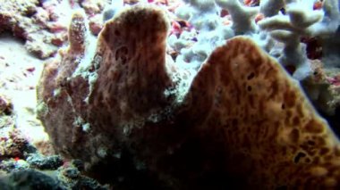 Balık fener closeup makro videoda sualtı deniz dibinin Maldivler.