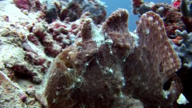 Balık fener closeup makro videoda sualtı deniz dibinin Maldivler.