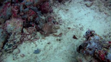 Balık fener closeup makro videoda sualtı deniz dibinin Maldivler.