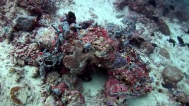 Balık fener closeup makro videoda sualtı deniz dibinin Maldivler.