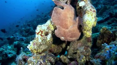 Balık fener closeup makro videoda sualtı deniz dibinin Maldivler.