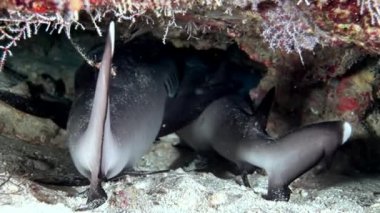 Su altında arka planda deniz dibinin Maldivler muhteşem mercan resif köpekbalığı.