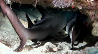 Su altında arka planda deniz dibinin Maldivler muhteşem mercan resif köpekbalığı.