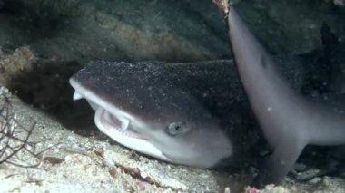 Su altında arka planda deniz dibinin Maldivler muhteşem mercan resif köpekbalığı.