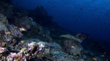 Yansıma güneş deniz dibinin Maldivler arka plan üzerinde su altında balık sürüsü.