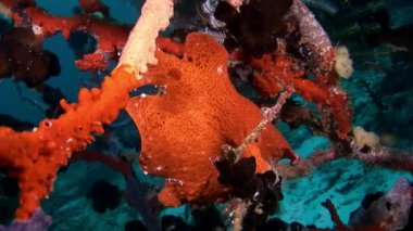 Balık fener sualtı yansıma güneş deniz dibinin Maldivler arka plan üzerinde.