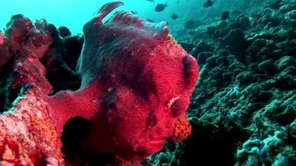 Ryby wędkarz zbliżenie czerwony makro wideo pod wodą na dnie morskim w Malediwy. — Wideo stockowe