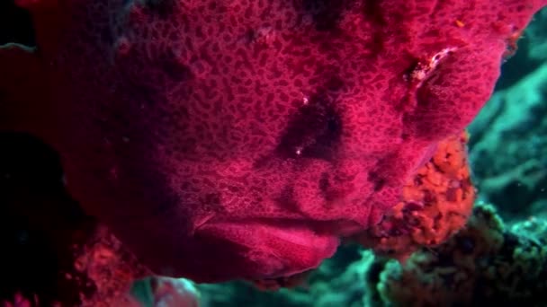 Vis visser rood close-up macro video onderwater op de zeebodem in de Maldiven. — Stockvideo