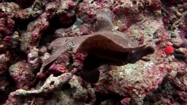 Риби риболов крупним планом макрос Підводна відео на морському дні на Мальдівах. — стокове відео