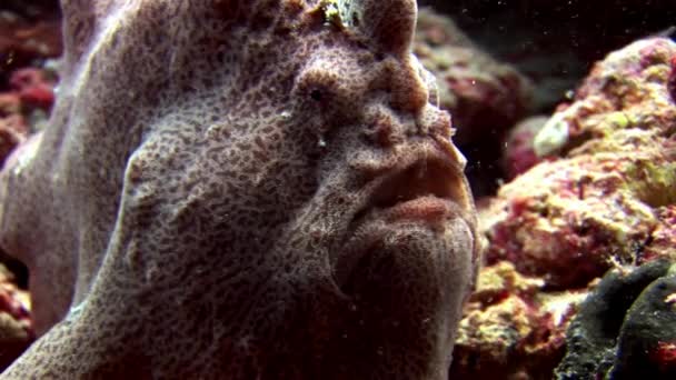 Pesca pescador primer plano macro video bajo el agua en el fondo del mar en Maldivas . — Vídeos de Stock