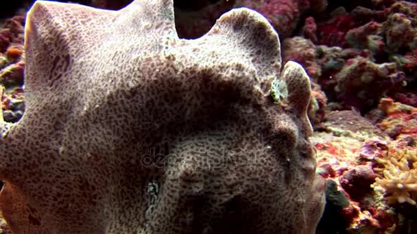 Balık fener closeup makro videoda sualtı deniz dibinin Maldivler. — Stok video