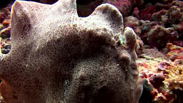 Pesca pescador primer plano macro video bajo el agua en el fondo del mar en Maldivas . — Vídeo de stock