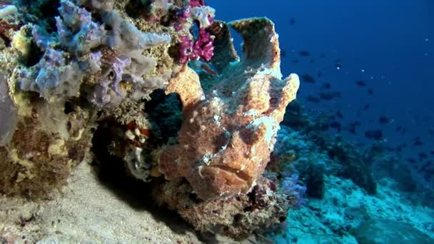 Рыболов крупным планом макровидео под водой на морском дне на Мальдивах . — стоковое видео