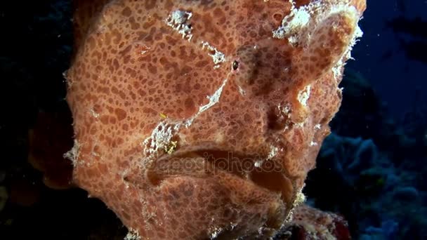 Hal a horgász Vértes makró videó víz alatti a tengerfenék a Maldív-szigetek. — Stock videók
